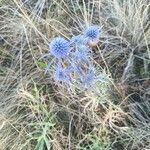 Eryngium amethystinum Kwiat