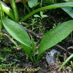 Ophioglossum azoricum Buveinė