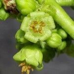 Jatropha curcas Flower