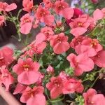 Diascia rigescens Květ