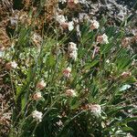 Silene douglasii Hábito