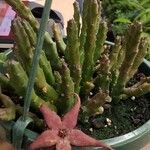 Stapelia schinzii葉