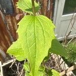 Philadelphus inodorus Blad