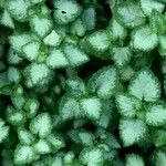 Lamium maculatum List