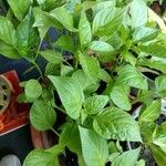Capsicum pubescens Hoja