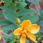 Hypericum × hidcoteense পাতা