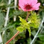 Potentilla nepalensis Hoja