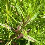 Oenothera gauraഇല