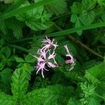 Lychnis flos-cuculi Blüte