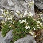 Saxifraga trifurcata Floare