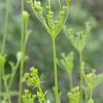 Gasparrinia peucedanoides Drugo