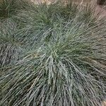 Festuca glauca Feuille