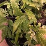 Pteris fauriei Blatt