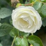 Rosa arvensis 花