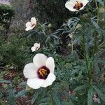 Hibiscus cannabinus Агульны выгляд