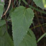 Campanula rapunculoides Leaf