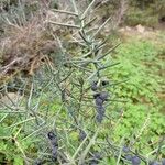 Asparagus horridus Плід