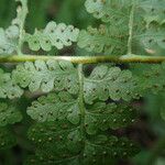 Microlepia speluncae Leaf