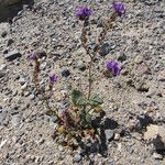 Phacelia calthifolia Habitatea