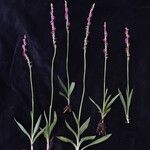 Spiranthes sinensis ശീലം