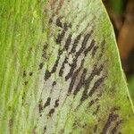 Antrophyum boryanum Fruto