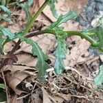 Senecio vulgaris Levél