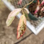 Excoecaria cochinchinensis Leaf