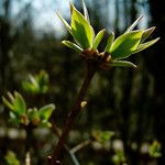 Enkianthus campanulatus 葉