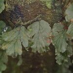 Trichomanes erosum Folha