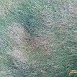 Festuca flavescens Leaf