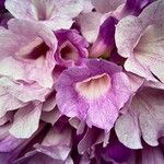 Mansoa alliacea Flower