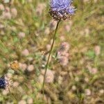 Jasione montanaফুল