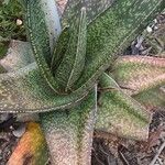 Gasteria excelsa Hostoa