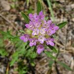 Lomelosia stellata Fula