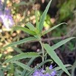Veronica longifolia 葉
