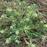 Acicarpha tribuloides Hoja