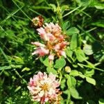 Trifolium hybridum Fleur