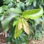 Combretum kraussii Leaf