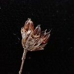 Juncus triglumis Fruit