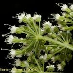 Cnidium silaifolium Fruit