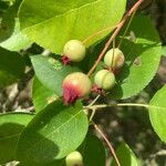 Amelanchier ovalisVaisius