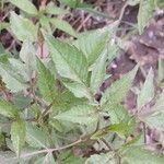 Bidens frondosa Folha