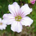 Gypsophila tenuifolia Flor