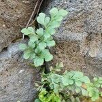 Asplenium ruta-muraria पत्ता