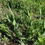 Vaccaria hispanica Hoja