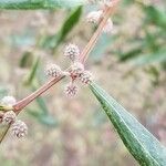 Acacia leprosa Blomst