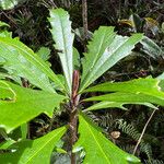 Pittosporum verrucosum Leaf