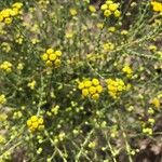 Tanacetum annuum Flower