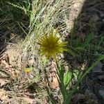 Tragopogon dubiusFlor