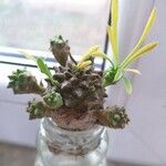 Euphorbia nivulia Corteza